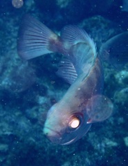 Priacanthidae