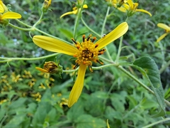 Bidens reptans