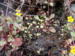 Mannia gracilis