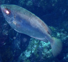 Priacanthidae