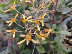 Bidens reptans