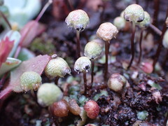 Mannia gracilis