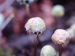 Mannia gracilis