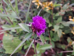 Centratherum punctatum