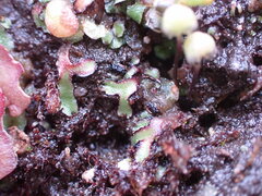Mannia gracilis
