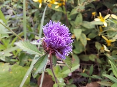 Centratherum punctatum