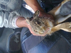 Lepus granatensis
