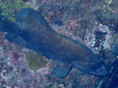 Rypticus saponaceus