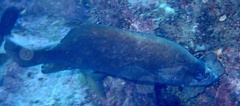 Rypticus saponaceus