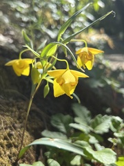 Calochortus amabilis
