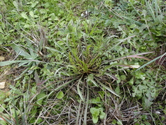 Scorzonera laciniata