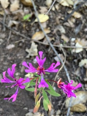 Clarkia concinna