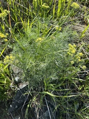 Lomatium caruifolium