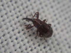 Anthonomus bituberculatus