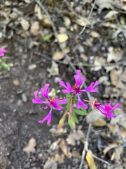 Clarkia concinna
