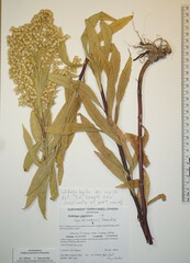 Solidago lepida lepida