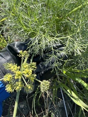 Lomatium caruifolium