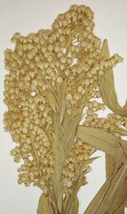 Solidago lepida lepida