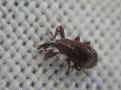 Anthonomus bituberculatus