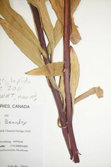 Solidago lepida lepida