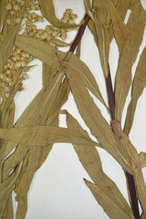 Solidago lepida lepida