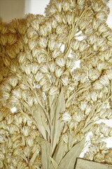 Solidago lepida lepida