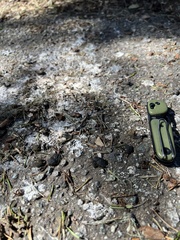 Callipepla californica