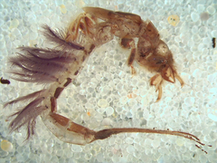 Hexagenia bilineata