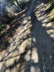 Callipepla californica