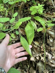 Lilieae