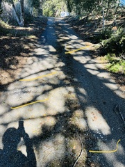 Callipepla californica