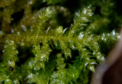 Eurhynchium