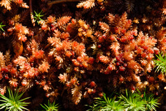 Sphagnum medium