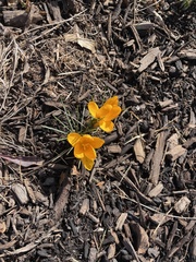 Crocus chrysanthus