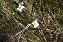 Cardamine pratensis