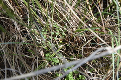 Cardamine pratensis