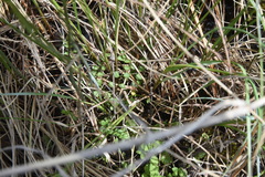 Cardamine pratensis