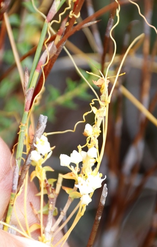 Image of Ridged Dodder (Cuscuta angulata) by (c) Tony Rebelo, some rights reserved (CC BY-SA)