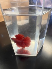 Betta splendens