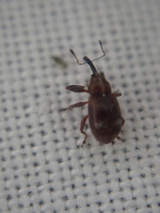 Anthonomus bituberculatus