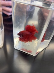 Betta splendens