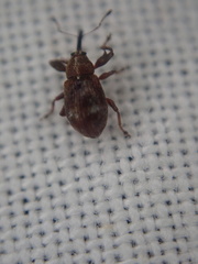 Anthonomus bituberculatus