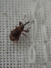 Anthonomus bituberculatus