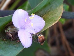 Copestylum vesicularium