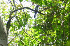 Horizocerus hartlaubi