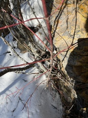 Acer glabrum douglasii