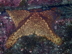 Oreaster clavatus