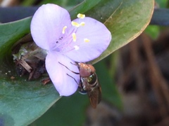 Copestylum vesicularium
