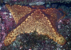 Oreaster clavatus