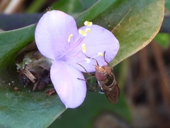 Copestylum vesicularium